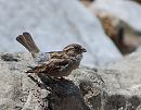 Click image for larger version. 

Name:	House Sparrow (Passer domesticus)DSC_0081.JPG 
Views:	259 
Size:	104.7 KB 
ID:	14271