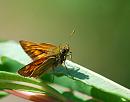Click image for larger version. 

Name:	Small Skipper (Thymelicus sylvestris) DSC_0101.jpg 
Views:	207 
Size:	70.7 KB 
ID:	14288