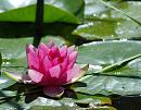 Click image for larger version. 

Name:	Water Lily (Nymphae odorata) DSC_0033.jpg 
Views:	178 
Size:	101.6 KB 
ID:	14382