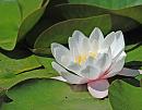 Click image for larger version. 

Name:	Water Lily (Nymphae odorata) DSC_0036.jpg 
Views:	184 
Size:	85.8 KB 
ID:	14383