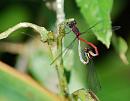 Click image for larger version. 

Name:	Large Red Damselfly (Pyrrhosoma nymphula) DSC_0062.jpg 
Views:	185 
Size:	71.8 KB 
ID:	14384