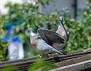 Click image for larger version. 

Name:	Wood Pigeon (Columba palumbus) DSC_0093.jpg 
Views:	195 
Size:	100.5 KB 
ID:	14385