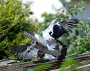 Click image for larger version. 

Name:	Wood Pigeon (Columba palumbus) DSC_0094.jpg 
Views:	185 
Size:	110.2 KB 
ID:	14386