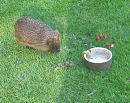 Click image for larger version. 

Name:	Hot day - Hedgehog 016.jpg 
Views:	117 
Size:	372.2 KB 
ID:	14427