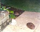 Click image for larger version. 

Name:	Hedgehogs.jpg 
Views:	130 
Size:	99.8 KB 
ID:	14428