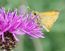 Click image for larger version. 

Name:	Large female Skipper (Ochlodes faunus) DSC_0020.jpg 
Views:	178 
Size:	93.6 KB 
ID:	14430