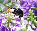 Click image for larger version. 

Name:	Red-tailed bumble bee  (Bombus lapidarius) DSC_0096.jpg 
Views:	222 
Size:	100.9 KB 
ID:	14535