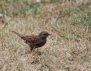 Click image for larger version. 

Name:	Dunnock, (Prunella modularis) DSC_0042.jpg 
Views:	235 
Size:	170.1 KB 
ID:	14546