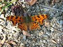 Click image for larger version. 

Name:	Comma Butterfly 1515 - SHRUNK.jpg 
Views:	183 
Size:	259.2 KB 
ID:	1456