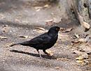Click image for larger version. 

Name:	Blackbird (Turdus merula) DSC_0211.jpg 
Views:	207 
Size:	139.8 KB 
ID:	14560