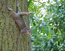 Click image for larger version. 

Name:	Grey Squirrel DSC_0243.jpg 
Views:	112 
Size:	168.4 KB 
ID:	14563