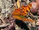 Click image for larger version. 

Name:	Comma Butterfly 1511 - SHRUNK.jpg 
Views:	167 
Size:	269.0 KB 
ID:	1457