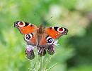 Click image for larger version. 

Name:	Peracock (Inachis io) DSC_0069.jpg 
Views:	2152 
Size:	89.7 KB 
ID:	14637