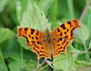 Click image for larger version. 

Name:	Comma (Polygonia c-album) DSC_0037.jpg 
Views:	171 
Size:	107.7 KB 
ID:	14639