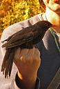 Click image for larger version. 

Name:	IMG_0070 Blackbird.jpg 
Views:	560 
Size:	244.9 KB 
ID:	14681