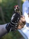 Click image for larger version. 

Name:	SH1768 -1007 04-Hosehill-Lesser Spotted Woodpecker-Dendrocopos_minor.jpg 
Views:	666 
Size:	306.4 KB 
ID:	14687