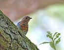 Click image for larger version. 

Name:	Robin (Erithacus rubecula) DSC_0118.JPG 
Views:	417 
Size:	91.2 KB 
ID:	14689