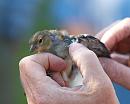 Click image for larger version. 

Name:	chaffinch_juvenile_P7043228.jpg 
Views:	637 
Size:	195.7 KB 
ID:	14696