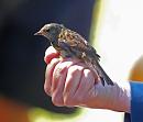 Click image for larger version. 

Name:	dunnock_P7043317.jpg 
Views:	650 
Size:	259.9 KB 
ID:	14697