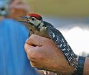 Click image for larger version. 

Name:	great_spotted_woodpecker_P7043221.jpg 
Views:	815 
Size:	283.2 KB 
ID:	14698