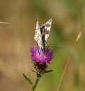 Click image for larger version. 

Name:	marbled_white_P7043523.jpg 
Views:	184 
Size:	215.9 KB 
ID:	14704