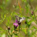 Click image for larger version. 

Name:	marbled_white_P7043541.jpg 
Views:	174 
Size:	145.7 KB 
ID:	14705