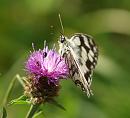 Click image for larger version. 

Name:	marbled_white_P7043641.jpg 
Views:	210 
Size:	225.9 KB 
ID:	14707