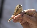 Click image for larger version. 

Name:	SH2208 -1007 04-Hosehill-Reed Warbler - I think.jpg 
Views:	502 
Size:	269.2 KB 
ID:	14732