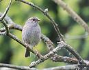 Click image for larger version. 

Name:	Dunnock, (Prunella modularis) DSC_0008.jpg 
Views:	382 
Size:	100.5 KB 
ID:	14737