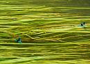 Click image for larger version. 

Name:	Banded Demoiselles 1.JPG 
Views:	160 
Size:	105.6 KB 
ID:	14739