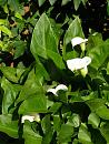 Click image for larger version. 

Name:	Arum lilies.JPG 
Views:	163 
Size:	83.6 KB 
ID:	14774