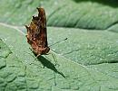 Click image for larger version. 

Name:	Comma (Polygonia c-album) DSC_0082.jpg 
Views:	162 
Size:	119.0 KB 
ID:	14775