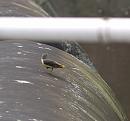 Click image for larger version. 

Name:	SH2833 -1007 08-Grey-Wagtail-Motacilla_cinerea.jpg 
Views:	217 
Size:	280.2 KB 
ID:	14783