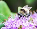 Click image for larger version. 

Name:	Hoverfly Volucella bombylans) DSC_0141.jpg 
Views:	205 
Size:	83.1 KB 
ID:	14786