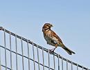 Click image for larger version. 

Name:	Reed Bunting (Emberiza schoeniclus) DSC_0059.jpg 
Views:	228 
Size:	63.8 KB 
ID:	14789
