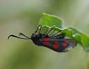 Click image for larger version. 

Name:	five_spot_burnet_moth_P7043623.jpg 
Views:	198 
Size:	74.1 KB 
ID:	14810