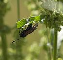 Click image for larger version. 

Name:	SH2348 -1007 04-Five-spot Burnet-Zygaena_trifolii.jpg 
Views:	238 
Size:	342.5 KB 
ID:	14812