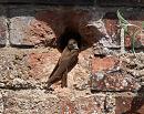 Click image for larger version. 

Name:	sand_martin_P7113842.jpg 
Views:	216 
Size:	292.6 KB 
ID:	14833