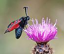 Click image for larger version. 

Name:	Six-spot Burnet (Zygaena filipendulae) DSC_0150.jpg 
Views:	220 
Size:	107.9 KB 
ID:	14842