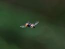 Click image for larger version. 

Name:	Hover Fly IMG_014 copy.jpg 
Views:	216 
Size:	149.5 KB 
ID:	14850