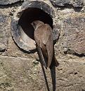 Click image for larger version. 

Name:	sand_martin_large-P7113884.jpg 
Views:	221 
Size:	228.4 KB 
ID:	14852