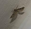 Click image for larger version. 

Name:	SH3811 -1007 11-Twenty-plume Moth-Alucita_hexadactyla.jpg 
Views:	219 
Size:	370.9 KB 
ID:	14855