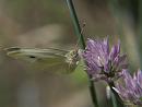 Click image for larger version. 

Name:	SH3615 -1007 11-female Small White-Pieris_rapae.jpg 
Views:	183 
Size:	264.5 KB 
ID:	14865