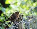 Click image for larger version. 

Name:	Robin (Erithacus rubecula) DSC_0008.jpg 
Views:	392 
Size:	110.4 KB 
ID:	14870