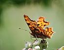 Click image for larger version. 

Name:	Comma (Polygonia c-album) DSC_0006.jpg 
Views:	167 
Size:	79.7 KB 
ID:	14883