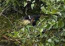 Click image for larger version. 

Name:	SH2696 -1007 08-Coot-Fulica_atra.jpg 
Views:	209 
Size:	353.4 KB 
ID:	14884