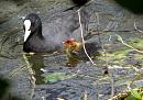 Click image for larger version. 

Name:	SH2916 -1007 08-Coot-Fulica Atra.jpg 
Views:	207 
Size:	368.7 KB 
ID:	14886