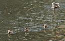 Click image for larger version. 

Name:	SH3182 -1007 10-Mallard & Ducklings.jpg 
Views:	207 
Size:	296.9 KB 
ID:	14887