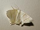 Click image for larger version. 

Name:	swallow_tailed_moth_P7133931.jpg 
Views:	176 
Size:	655.5 KB 
ID:	14935