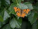 Click image for larger version. 

Name:	SH3866 -1007 12-Comma Butterfly-Polygonia c-album.jpg 
Views:	156 
Size:	418.5 KB 
ID:	14939